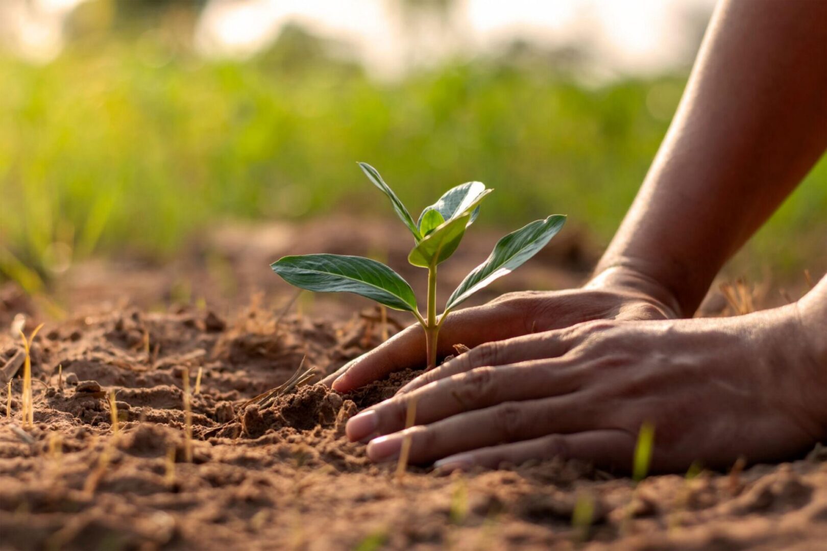 Planting the Seed - Faithful Before the Fruit